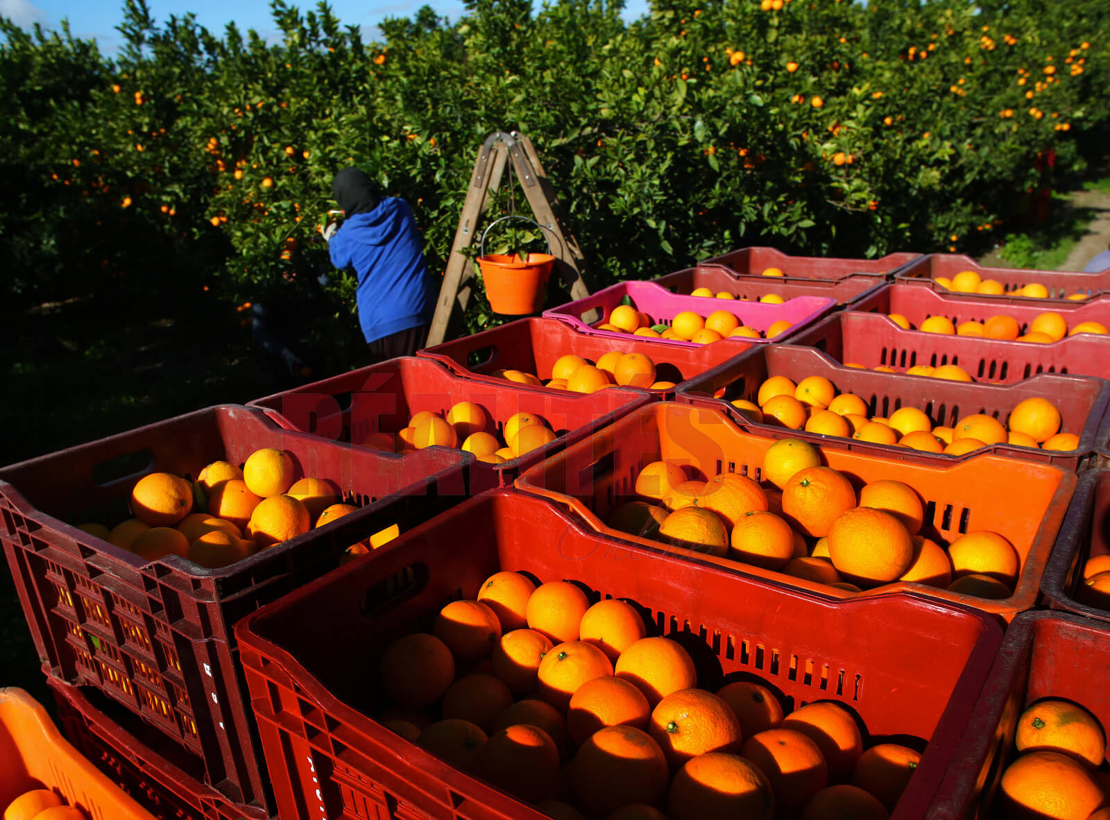 Cueillette saisonnière d’agrumes 🍊