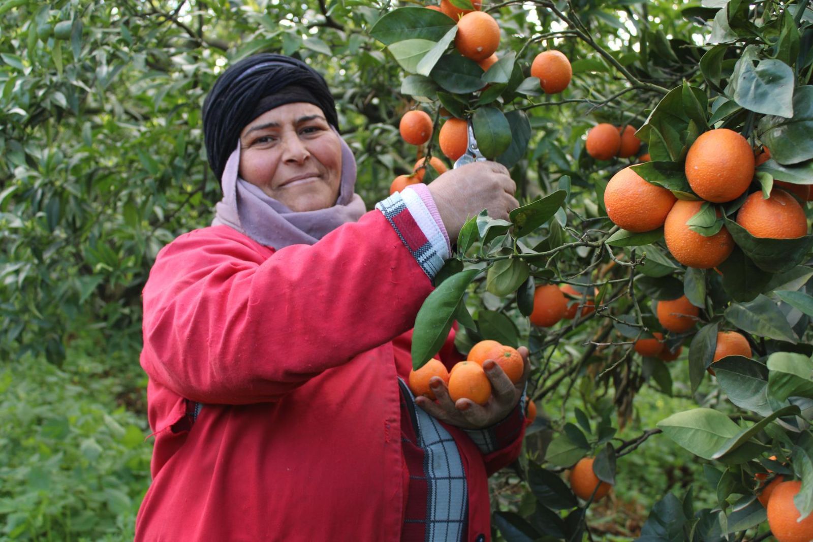 Cueillette saisonnière d’agrumes 🍊